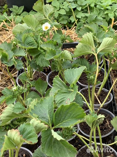 Саженцы клубники купчиха