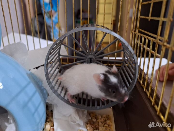 Сирийские Хомячата