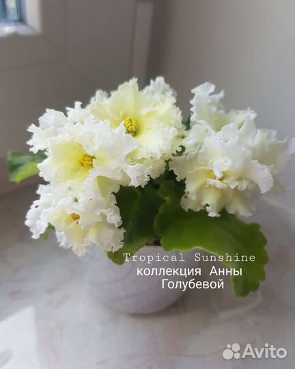 Сортовые фиалки