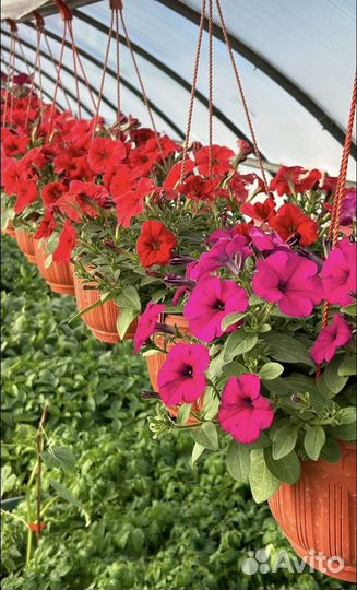 Рассада овощей