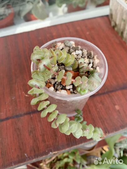 Суккуленты