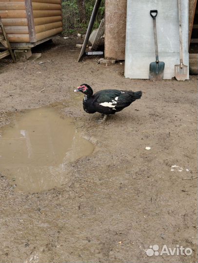 Мускусные утки