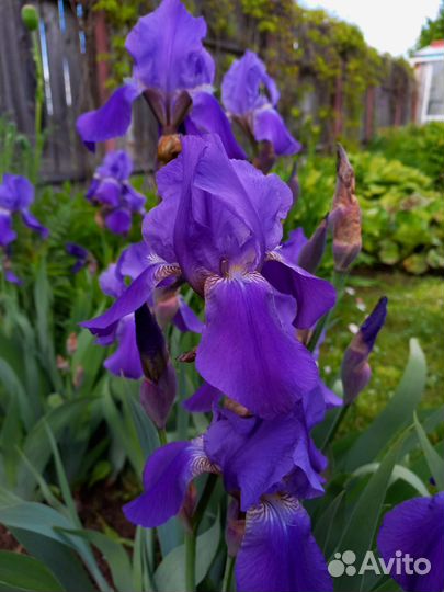 Ирисы