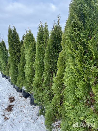Туя западная 