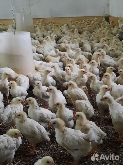 Подрощенные цыплята