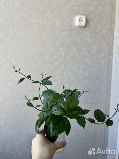 Клеродендрум томпсона