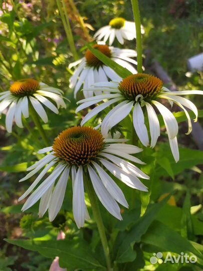Садовые многолетние цветы