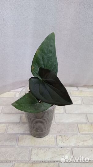 Продаю цветы