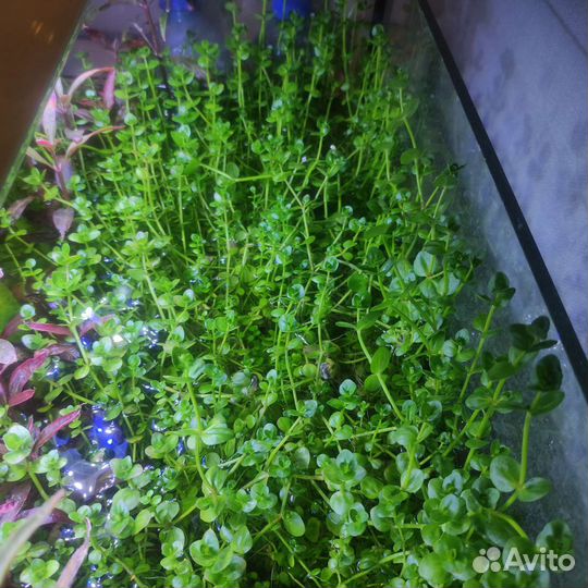 Аквариумные растения