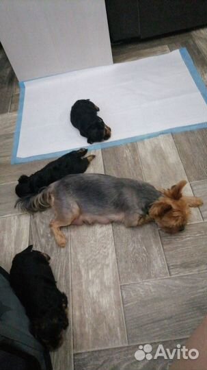 Йоркширский терьер