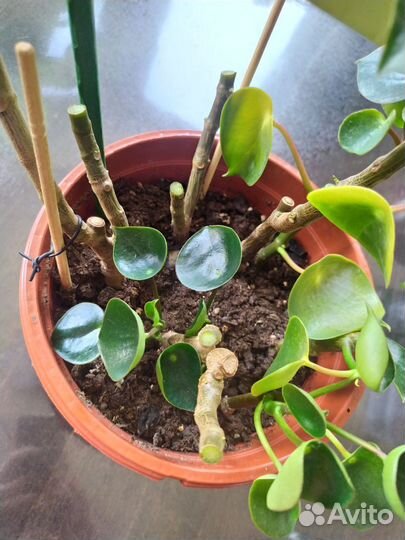 Пеперомия рейндроп Raindrop