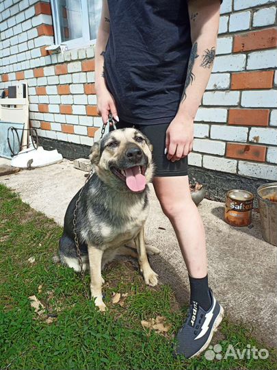 Собака в добрые руки