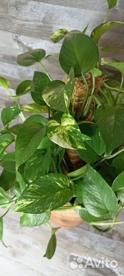 Эпипремнум золотистый