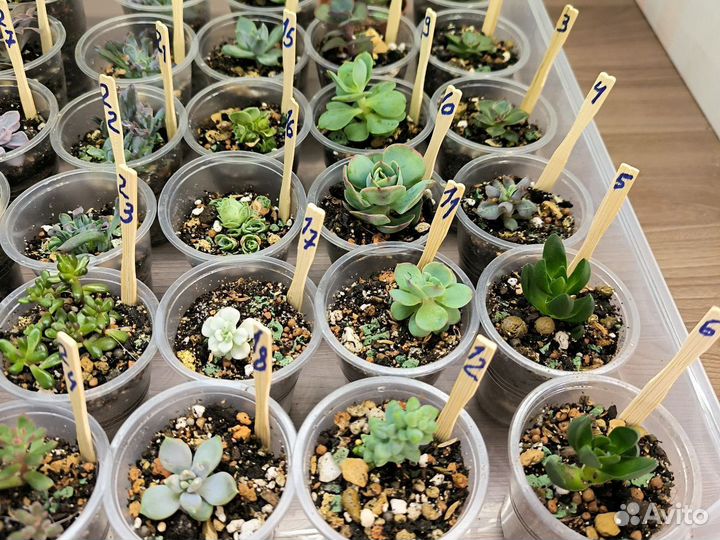 Суккуленты