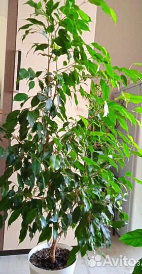 Продам фикус бенджамина