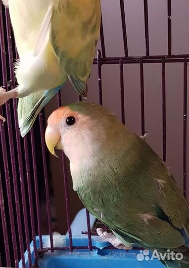 Неразлучники