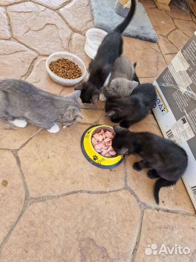 Котята бесплатно