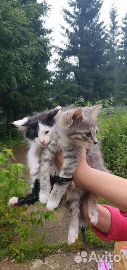 Котятки