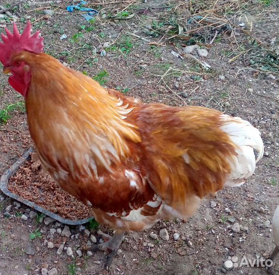 Продам петуха