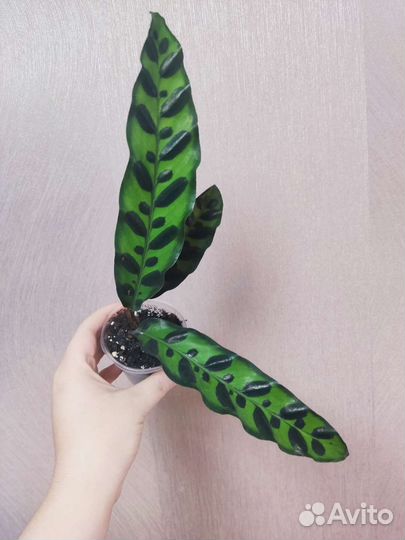 Калатея лансифолия