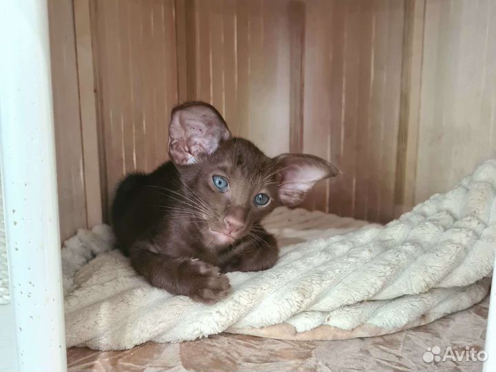 Ориентальные котята с документами