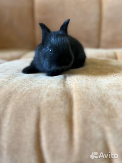 Декоративный кролик, минор, клетка в подарок