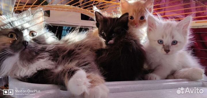 Отдам котят
