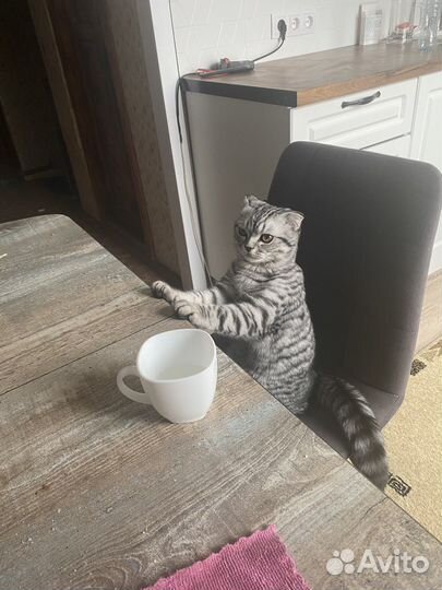 Шотландский кот вязка