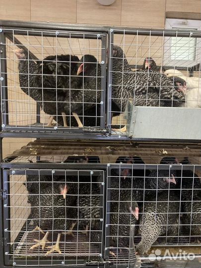 Продажа кур несушек