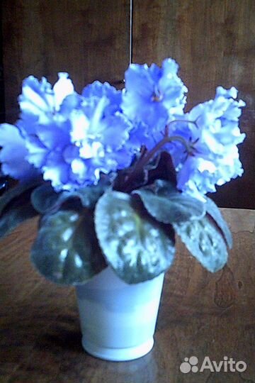 Сортовые фиалки