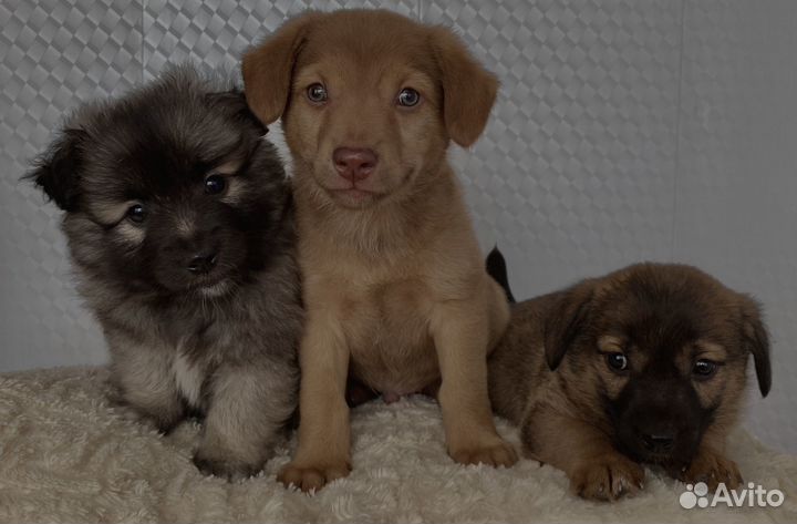 Щенки