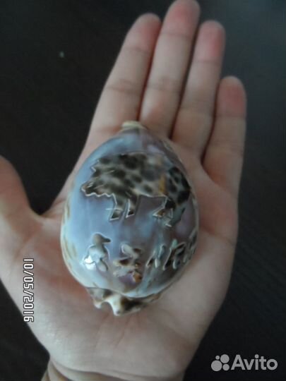 Ракушка с изображением кабана