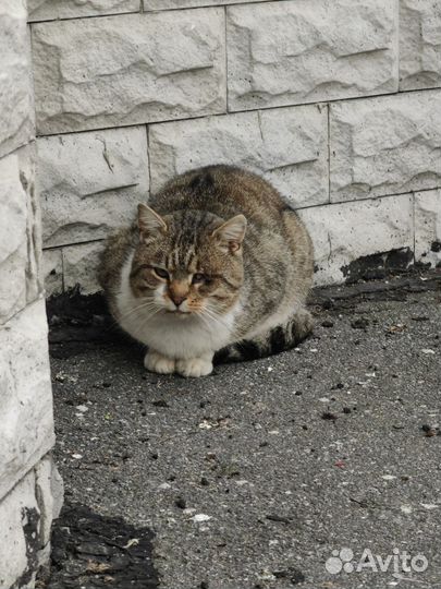 Кот кошка ищет хозяев