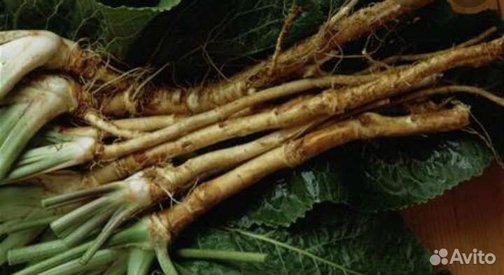 Свежие корни хрена