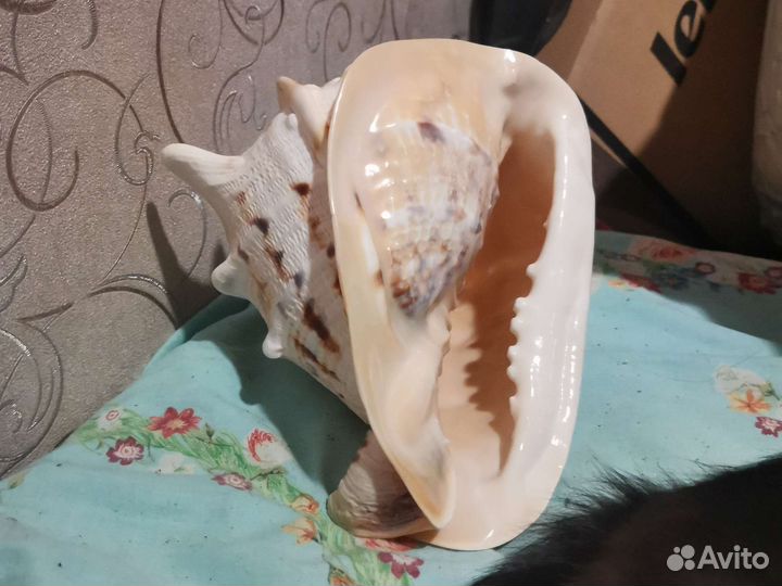 Коралл балянус