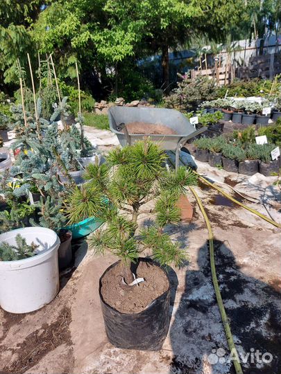 Pinus mugo Wintergold C10 30-40см