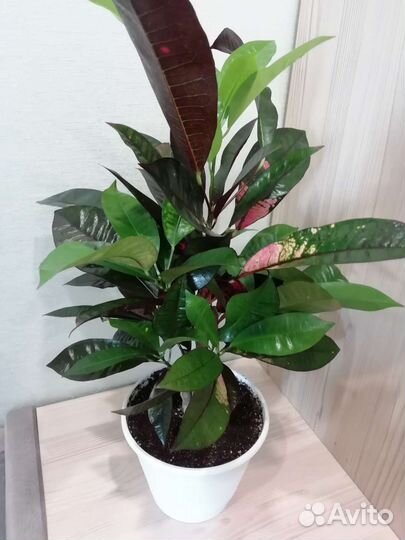 Кротон Миссис Айстон и Экселент