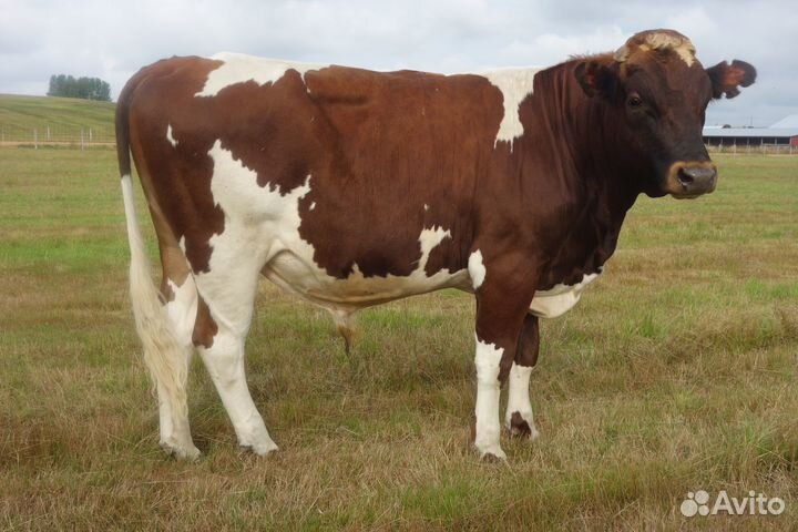 Продам быка