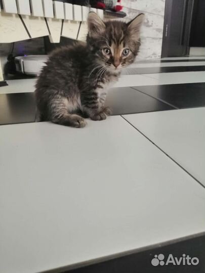 Кот в добрые руки