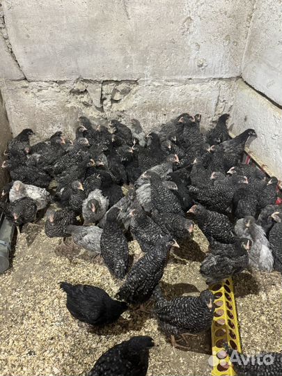 Петушки Доминант