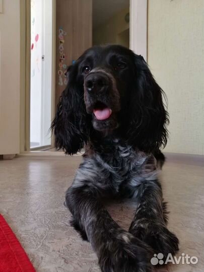 Русский спаниель