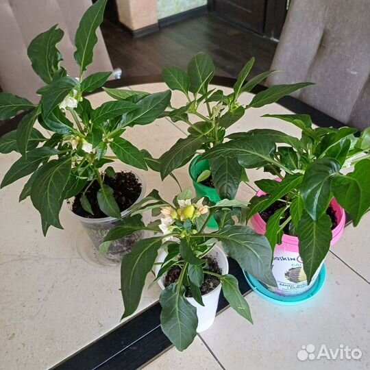 Перец комнатный острый