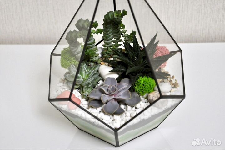 Флорариум Капля S с суккулентами