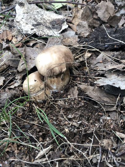Белые грибы свежие