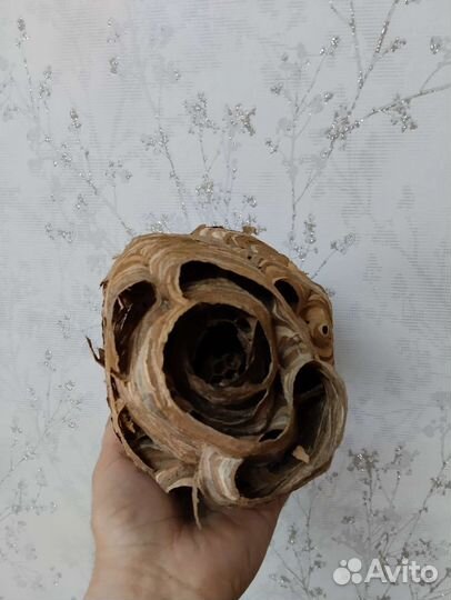 Гнездо шершня