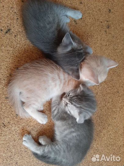 Гладкошерстные котята