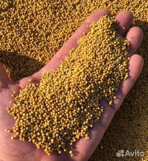 Горчица Фацелия Сидераты