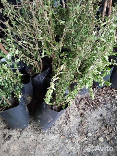 Пираканта саженцы