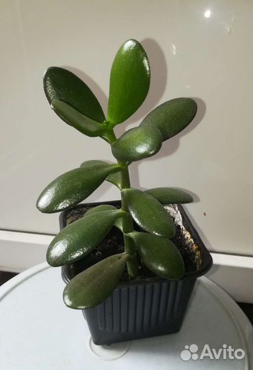 Денежное дерево (Толстянка)