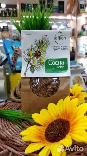 Сосна почки